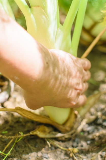 農地に植えられたフェンネルを摘む若い手