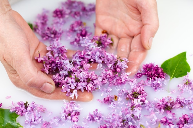 若い手は、ミルクバスでライラックの花びらを保持します。