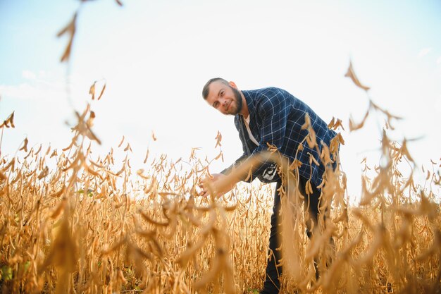 A young handsome farmer or agronomist examines the ripening of soybeans in the field before harvesting