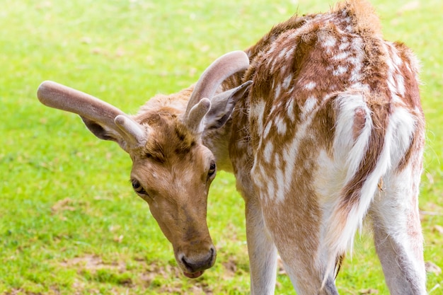 Foto un giovane cervo da vicino