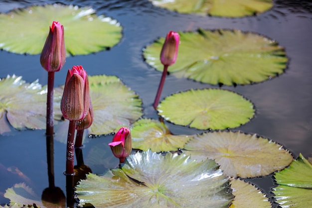 Young head flowers of young waterlily in pond