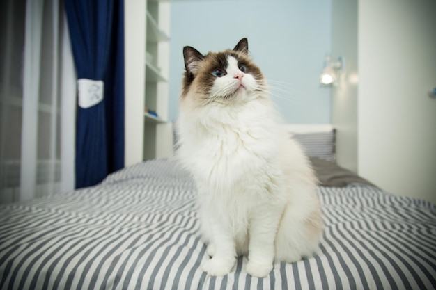 Young healthy beautiful purebred Ragdoll cat on the bed