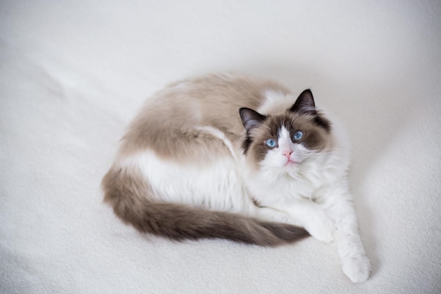 Young healthy beautiful purebred Ragdoll cat at home