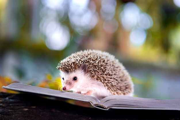 Young hedgehog in natural habitat.