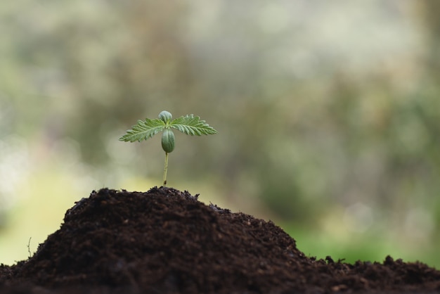 Photo young hemp for medicinal cultivation cbd, cannabidiol.