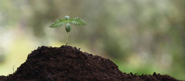 Photo young hemp for medicinal cultivation cbd, cannabidiol.