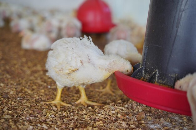 young hen eating bowl