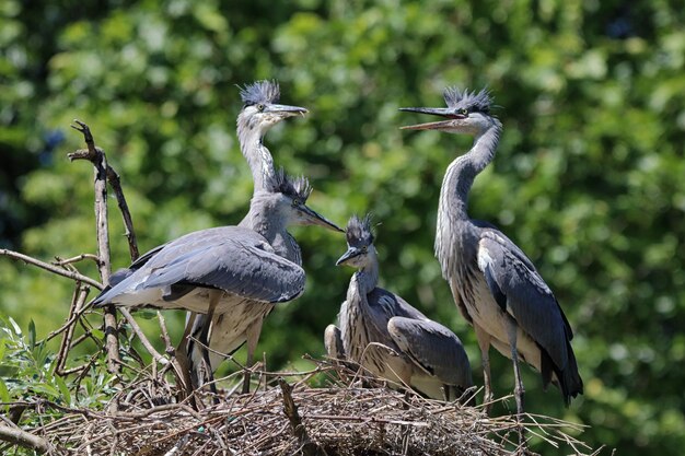 Young herons in the nest