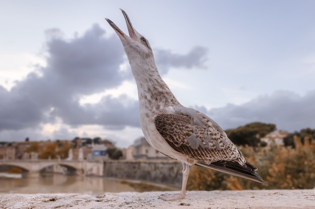 Il giovane gabbiano reale urla stando in piedi sul parapetto di un ponte sul fiume tevere a roma