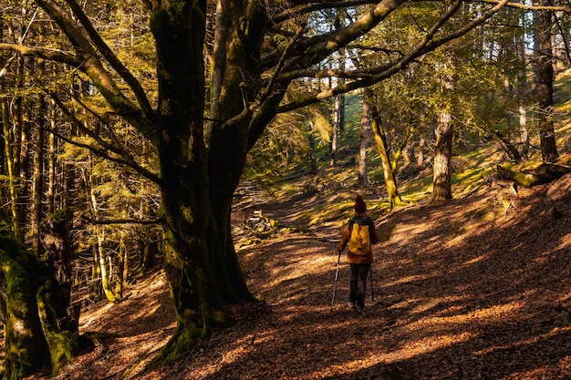 Un giovane escursionista nel parco naturale di artikutza in un pomeriggio autunnale, gipuzkoa. paesi baschi