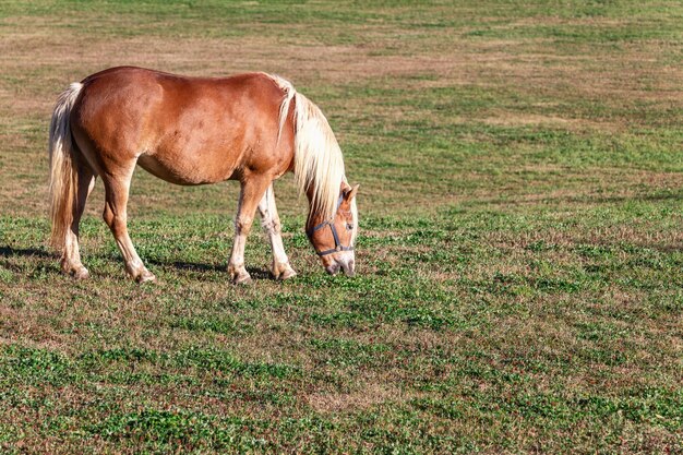 Молодая лошадь породы Haflinger Aveligese пасется на лугу на плато Seiser Alm.