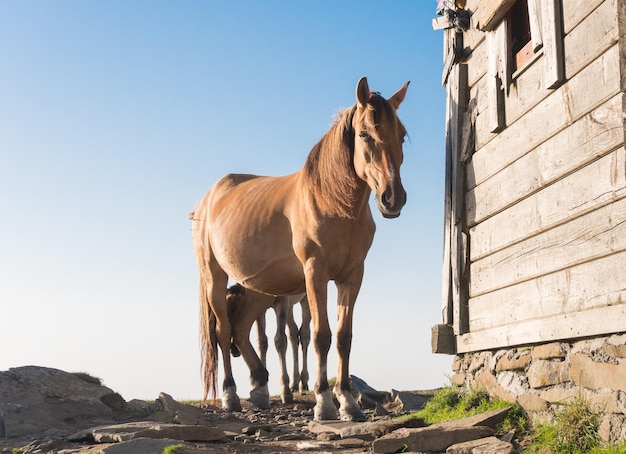 厩舎の近くの若い馬。