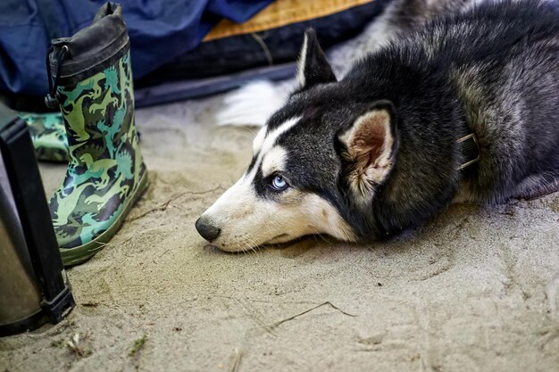 若いハスキー犬がテントで休んでいます