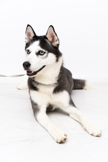 Young husky dog over white wall