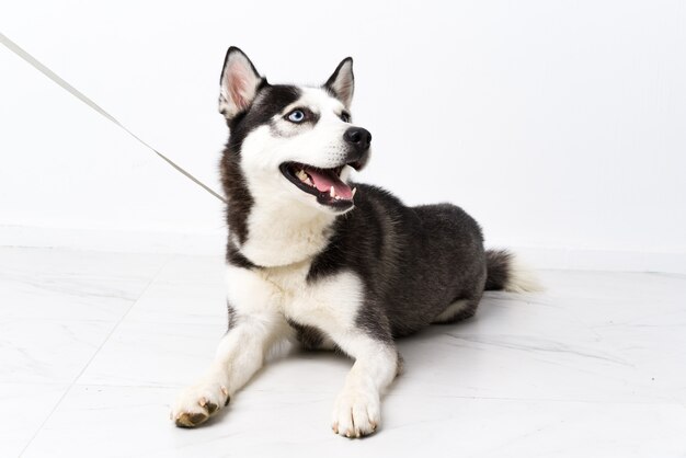 Young husky dog over white wall