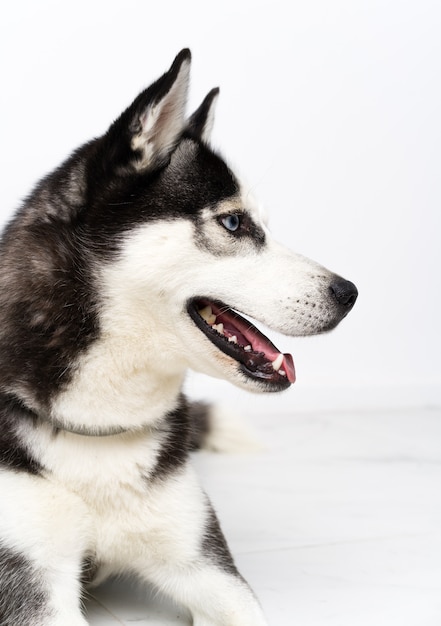 Giovane cane husky sul muro bianco