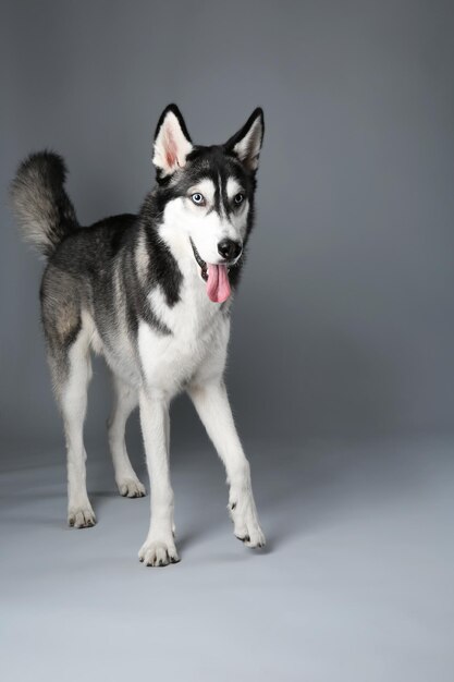 Young Husky on grey background