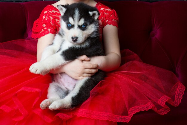 赤いドレスを着た少女の腕の中で若いハスキーの子犬