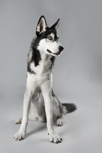 Young Husky sitting on grey background