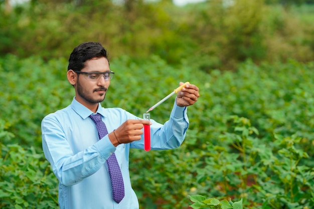 Young indian agronomist collecting sample at agriculture field.