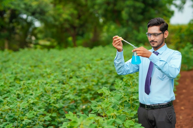 Young indian agronomist collecting sample at agriculture field.