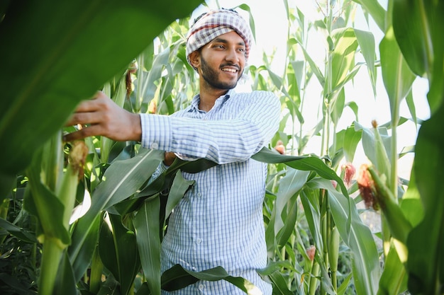 Young indian agronomist at corn field