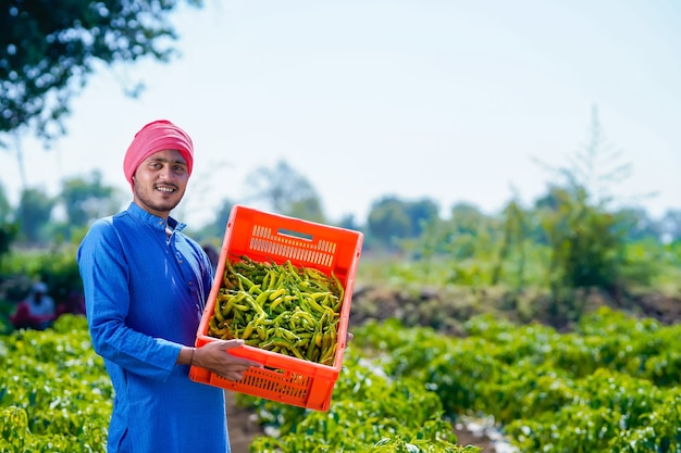 Young indian farmer collecting green chilly in plastic crates at green chilly field