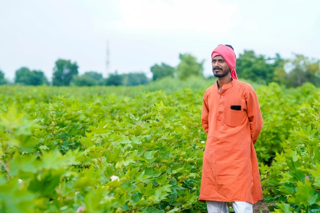 Young indian farmer at cotton agriculture field