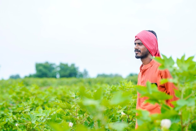 Young indian farmer at cotton agriculture field