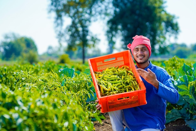 Young indian farmer at green chilly field