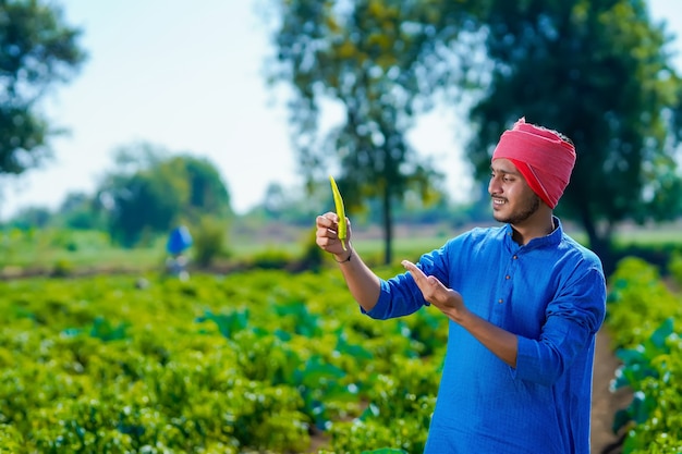 Young indian farmer holding green chilly in hand at agriculture field