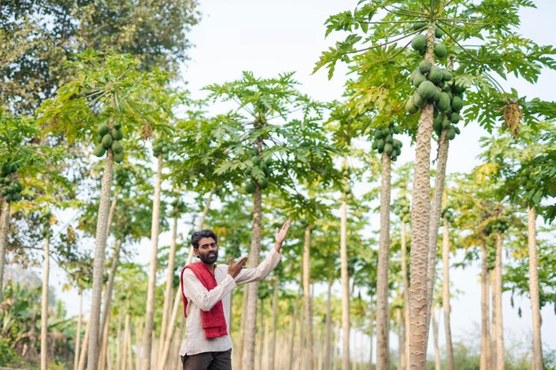 Young indian farmer at papaya field