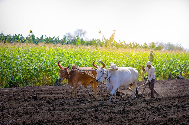 Young indian farmer plowing at field