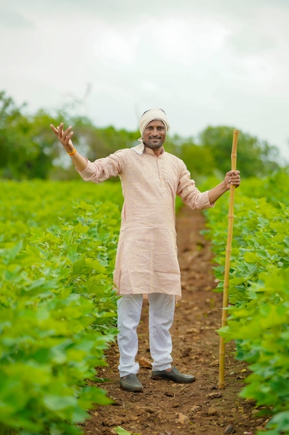 Young indian farmer standing in cotton agriculture field.