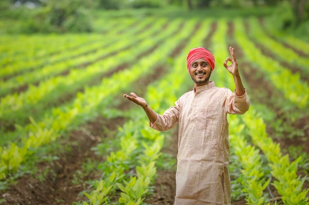 Young indian farmer at turmeric agriculture field.