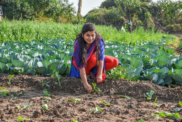 A young Indian woman farmer working in the cabbage farm field.