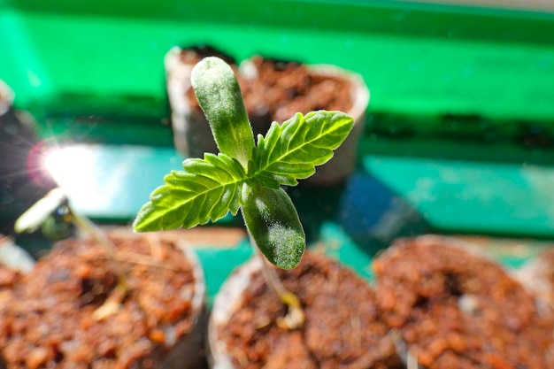 Photo young industrial hemp seedling in march