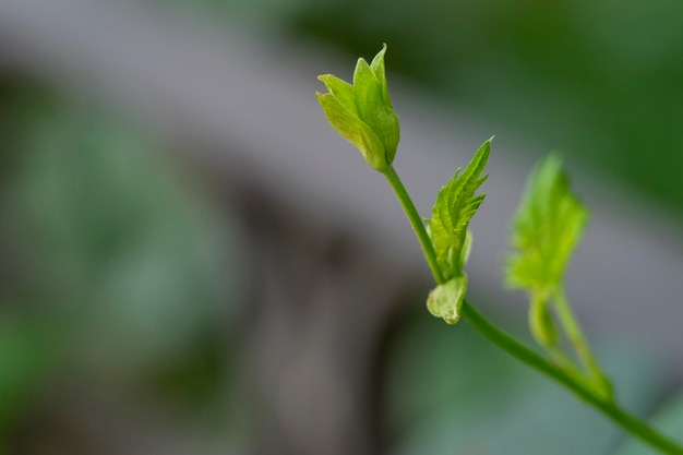 Young inflorescence of grapes on the vine closeup Grape vine with young leaves