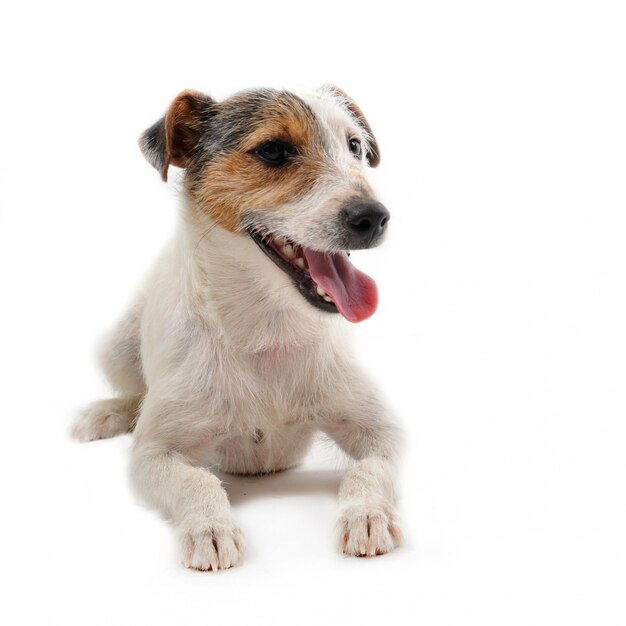 Young jack russel terrier on a white background