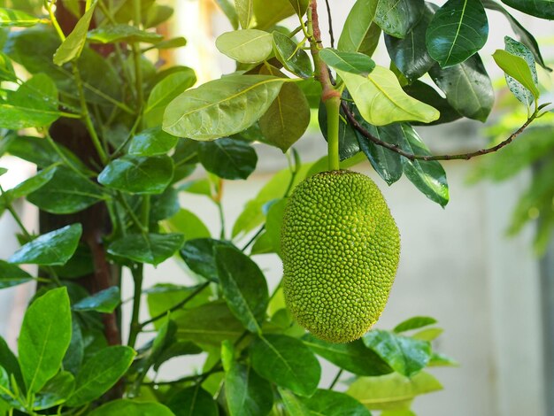 Young jackfruit hanging on tree