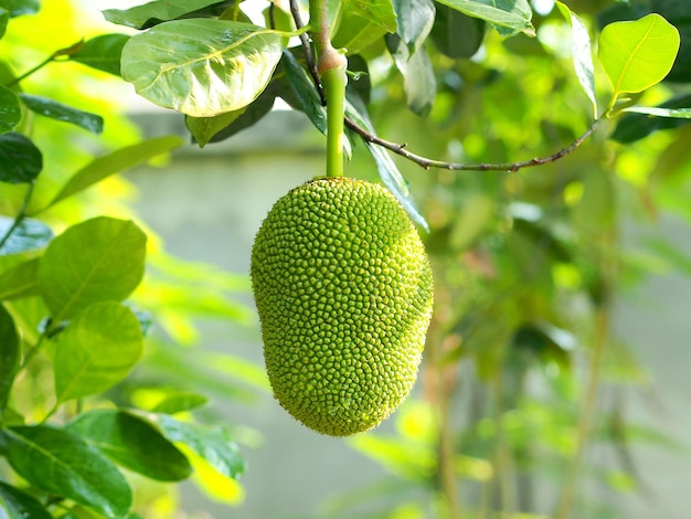 Young jackfruit hanging on tree