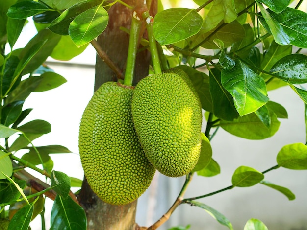 Young jackfruit hanging on tree