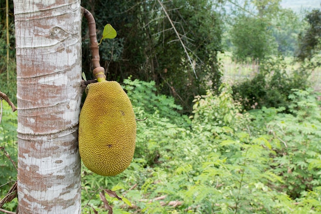 Photo young jackfruit on plant.