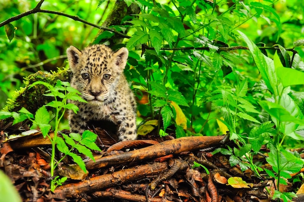 A young jaguar stalking in the grass