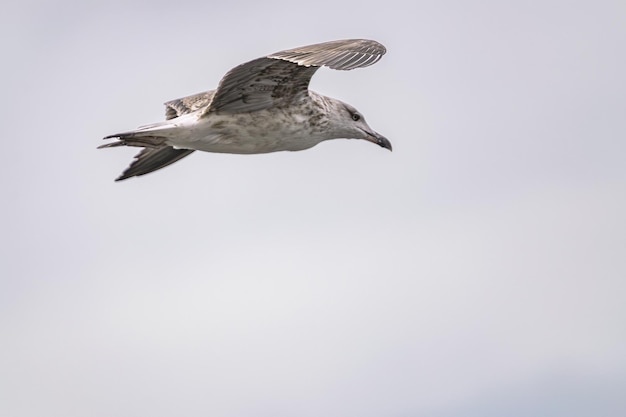 молодая молодая желтоногая чайка Larus michahellis летит на фоне серых облаков неба