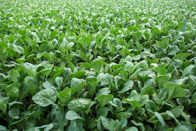 Young kale growing in the garden