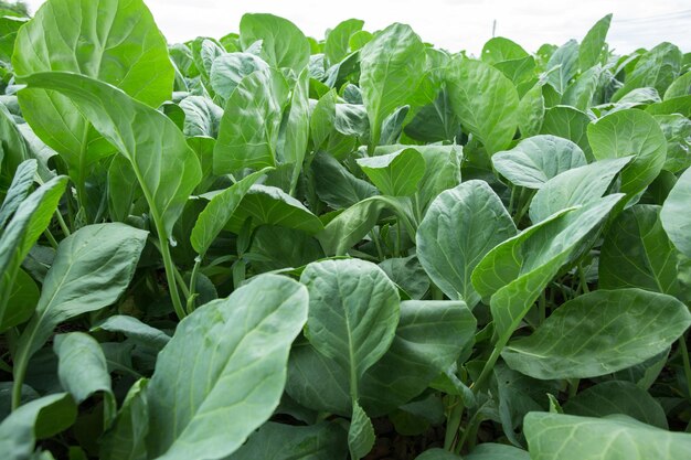 Young kale growing in the garden