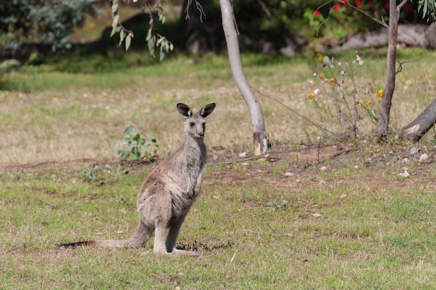 Photo young kangaroo joey in the wild australian wildlife scene