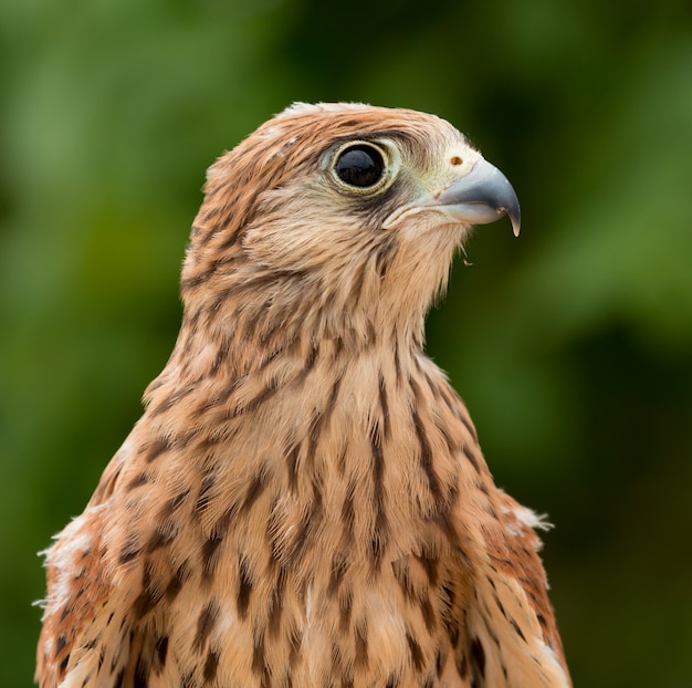 Photo young kestrel with a beautiful plumage