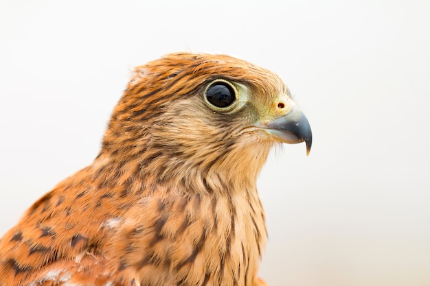 Photo young kestrel with a beautiful plumage